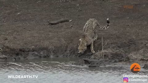 Crocodile Catches Cheetah