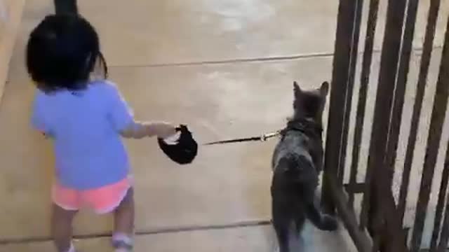 Toddler Takes Cat For Walk