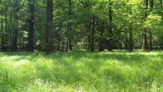 Relaxing Music | Sleeping, Meditation, Stress Relief | [6070] ⭐️