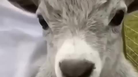 Funny Animal Video