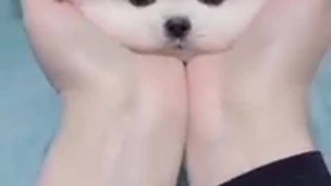 cute puppy