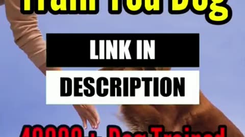 Dog training funny vide