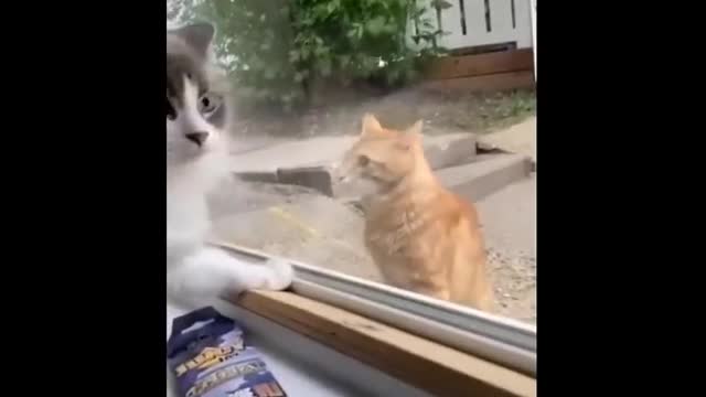 Funniest cat videos #120 - HILARIOUS!