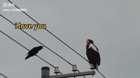 Two birds talking 🤣