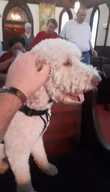 Scratching Willie's Ear Short Video