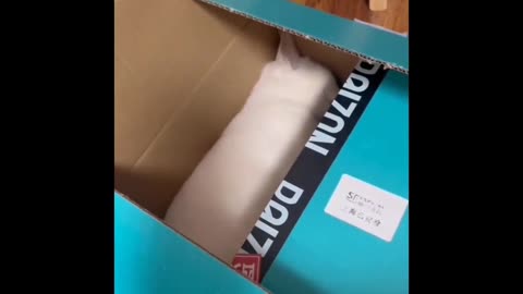 cutest pet video ever