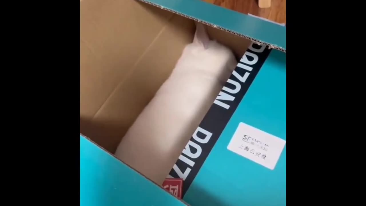 cutest pet video ever