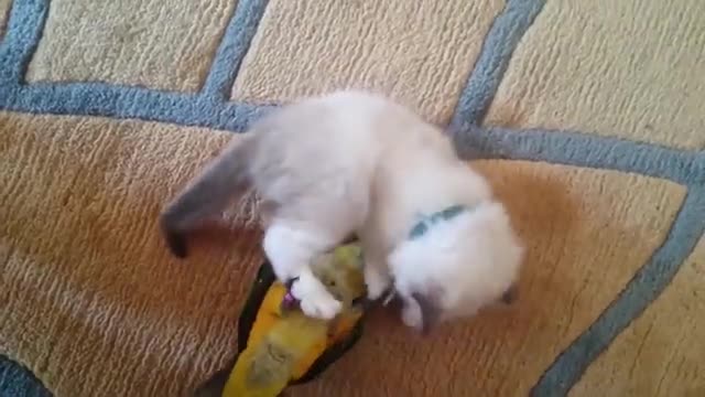 Kitten & bird playing