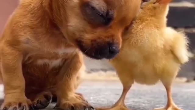 The dog sleeps in front of a small chicken