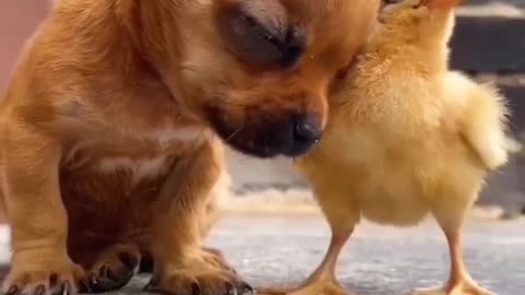 The dog sleeps in front of a small chicken