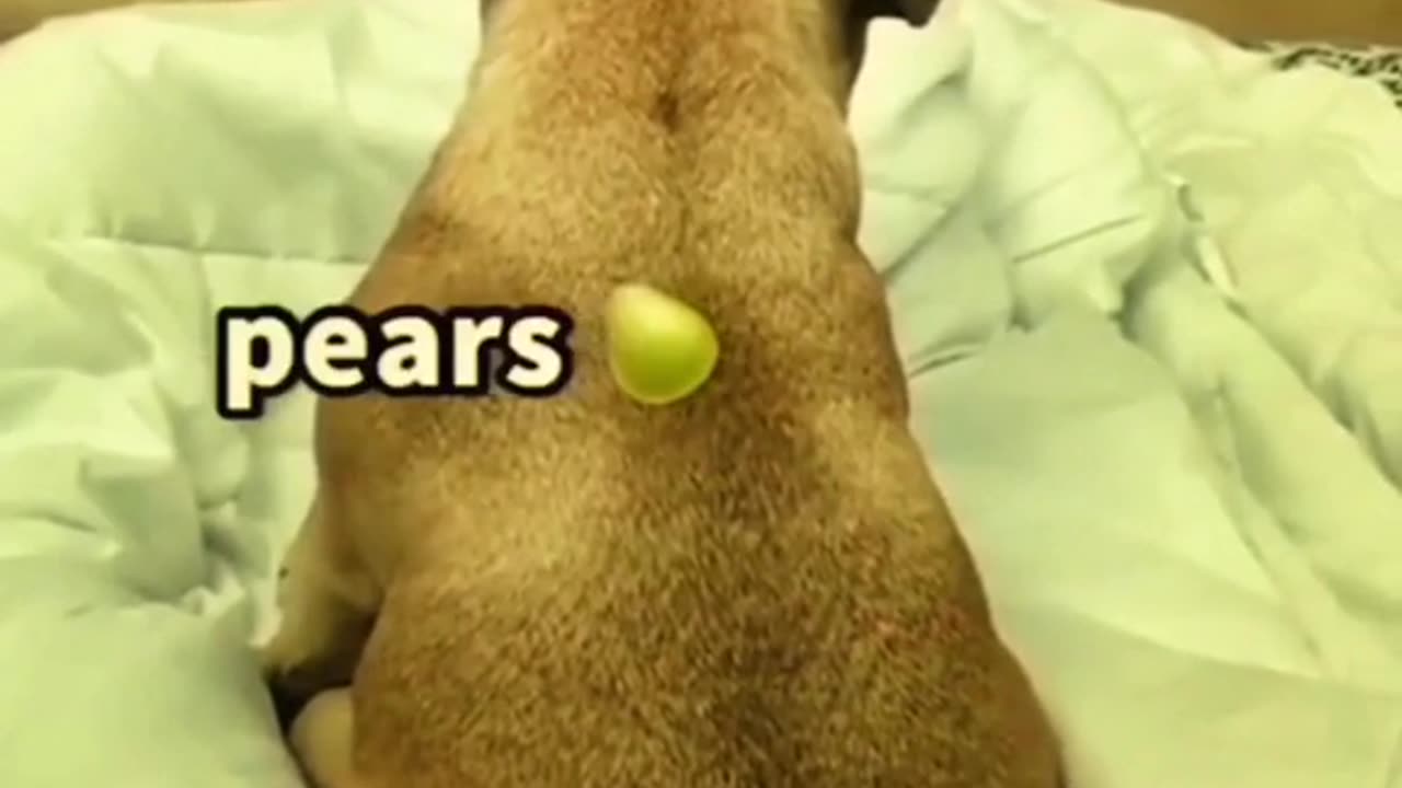 Dogs funny videos 😂🤣