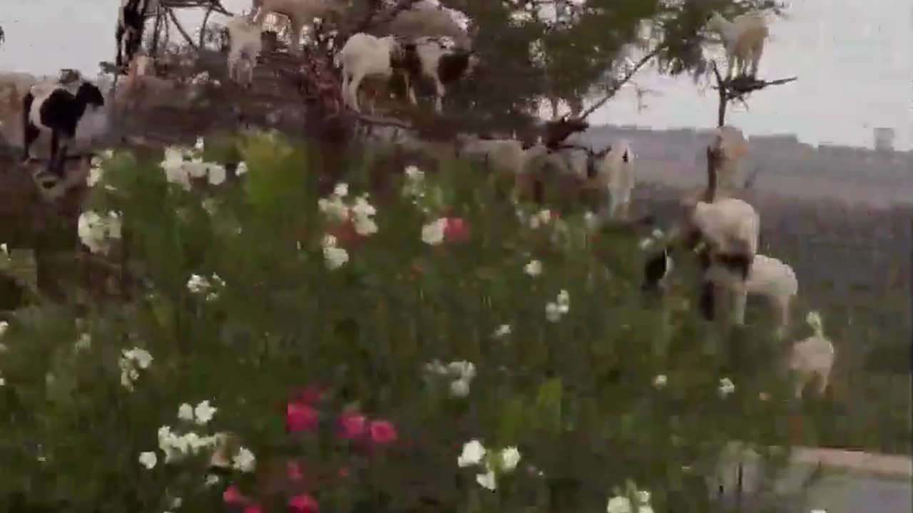 Goats grow on Argan tree in Morocco