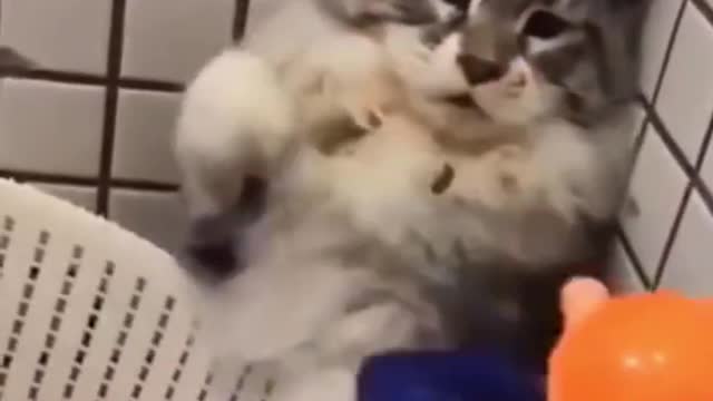 World's funniest cat