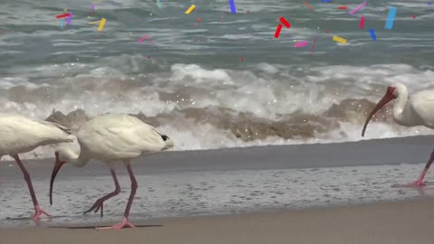 Storks walk beside the sea