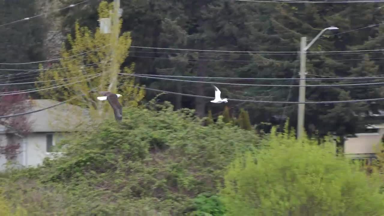 Ross Goose being chased by a Bald Eagle, Panama Flats, Victoria BC