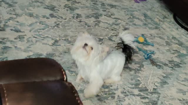 Milea