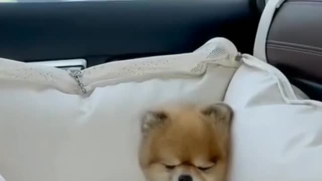 Cutest dog yet or ever one in a million🐶 #pets #dog #cats #shortss #foryou