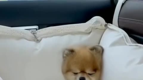 Cutest dog yet or ever one in a million🐶 #pets #dog #cats #shortss #foryou