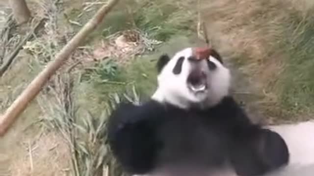 Pandas eat wowotou