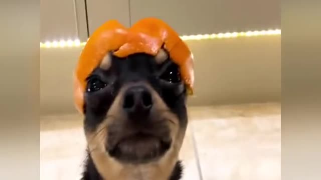 A dog in a fruit hat