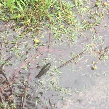 Day 4 of 10 Days of Rain, Sunshine Coast, Qld, Australia.