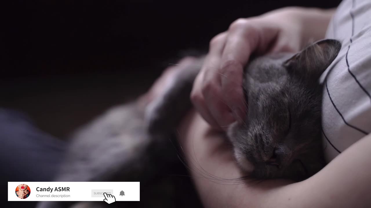 Cat purring smoothly, comforting sound for sleep, relaxation, asmr