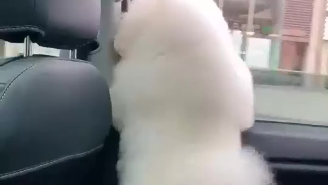 Funny Dog |Dog cute video | Funny Dog video | viral cute dog video