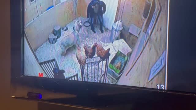 Goat Confronts Husband