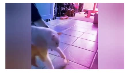 Cat dancing with post it