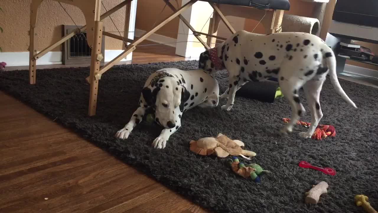 Dalmatian couple enjoy playtime together