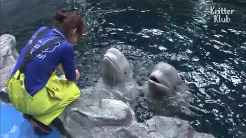 Beluga Whale Has A Crush On A Cute Zookeeper - Kritter Klub_Cut