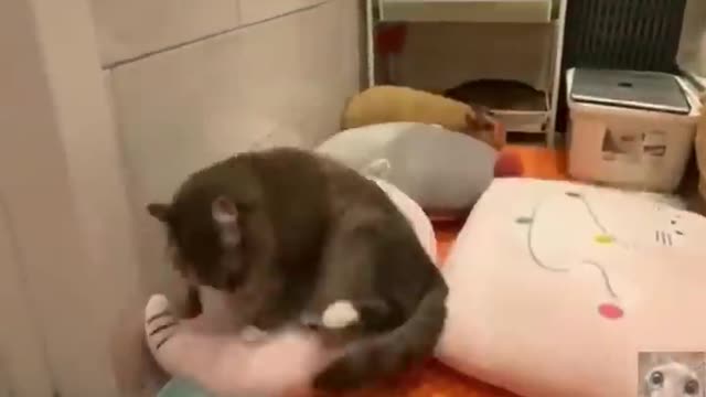 Best Funny Animals Videos 2022 - Funniest Cats/Dogs🐱🐶#14