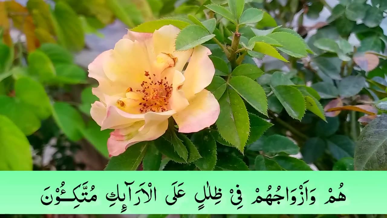 Surah Yasin ( Yaseen ) with Urdu Translation full - Quran Tilawat Beautiful Voice - Hindi Tarjuma_2