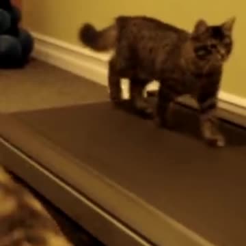 lazy cat on treadmill.