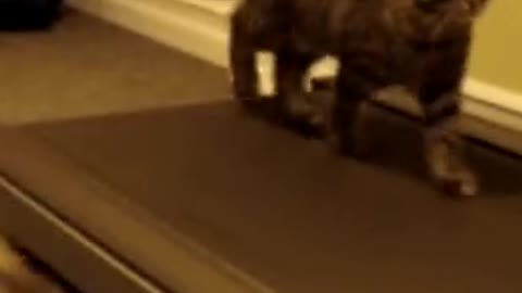 lazy cat on treadmill.