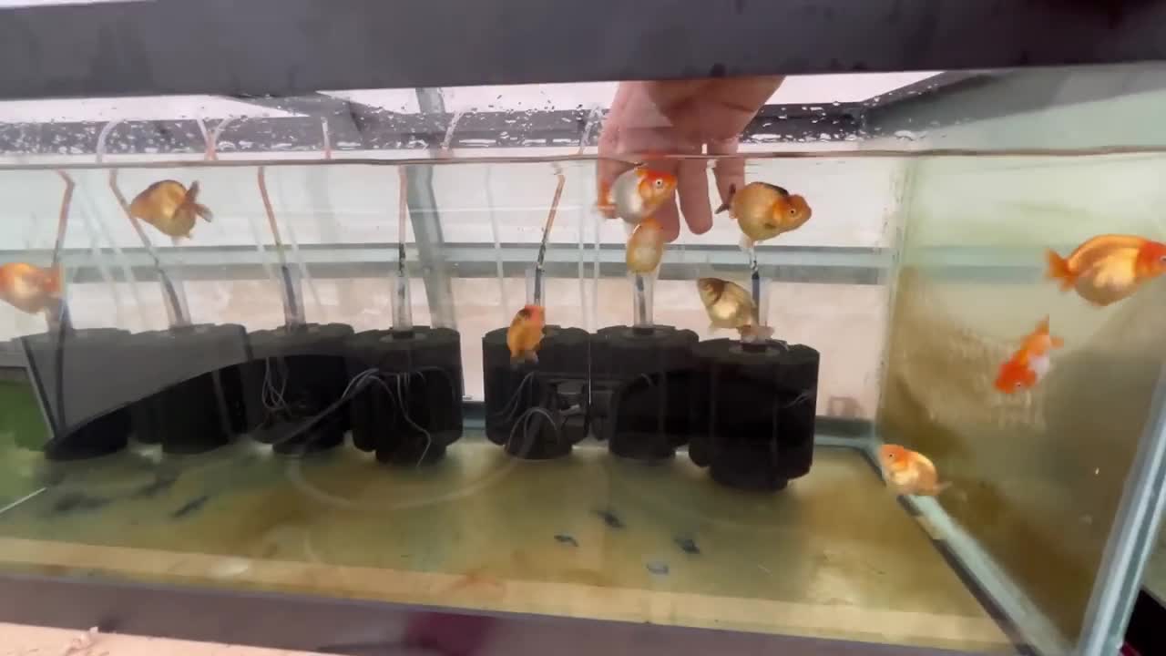 My Backyard Ranchu Goldfish Farm