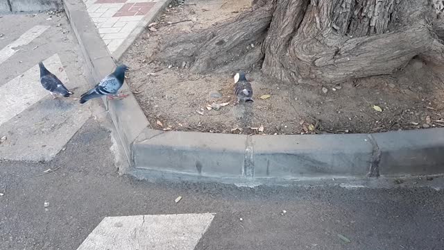 THE FIGHTING PIGEONS