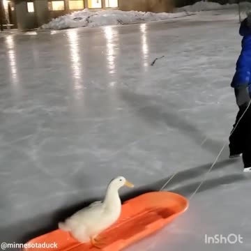 DUCK RIDE PLASTIC SKATEBOARD.mp4