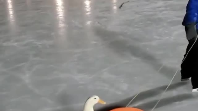 DUCK RIDE PLASTIC SKATEBOARD.mp4