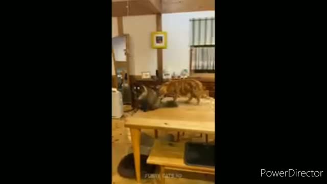 Funniest cats video