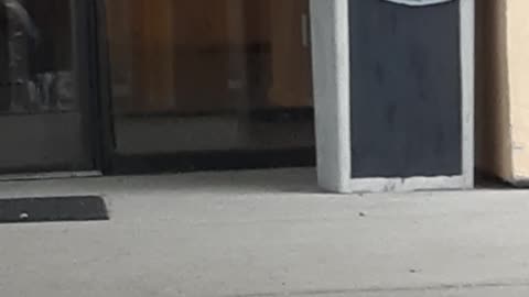 What the...?...SQUIRREL!!