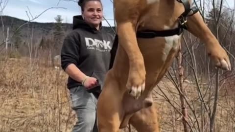 What they feeding this pitbull 😳