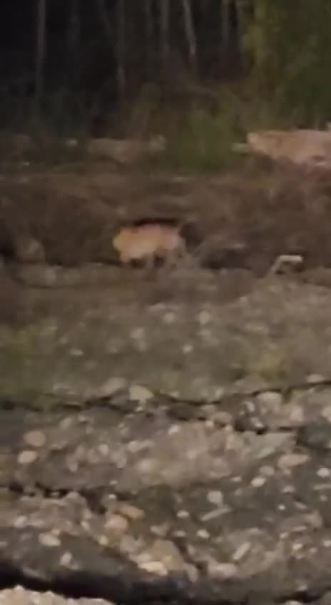 Injured Siberian tiger 😔🙏