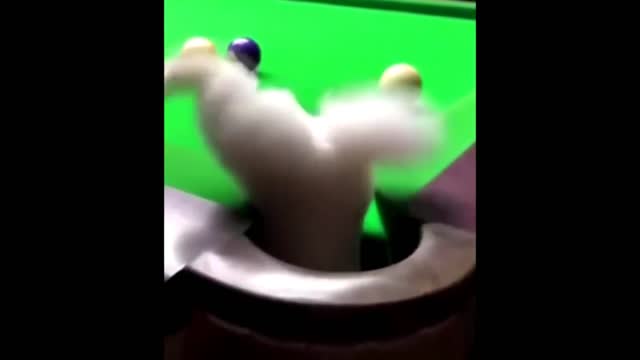 Cute Baby Animals