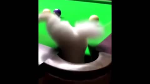 Cute Baby Animals