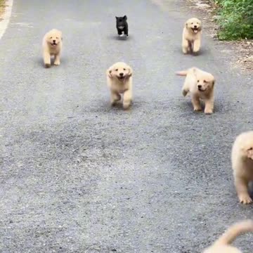 A race between cute dogs 🐕😊