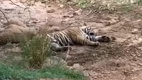 tiger killed dog at zone 2 ranthambore national park