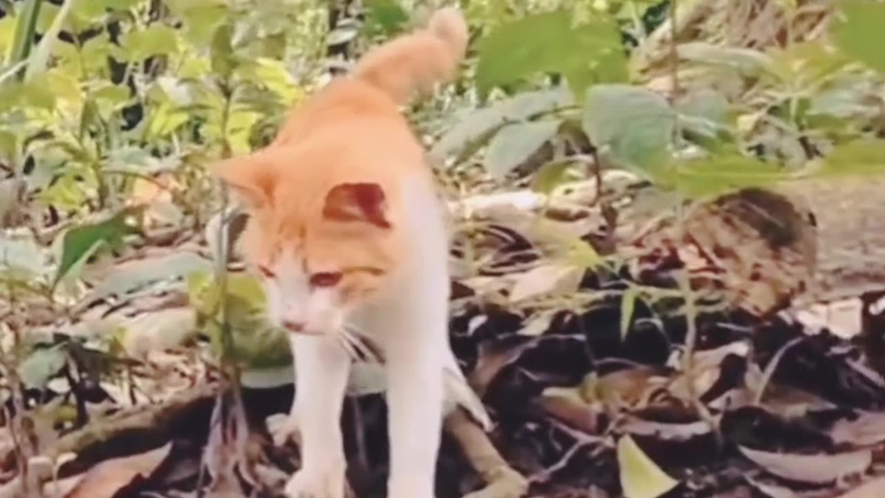 Cat 😸😸 and snake 🐍 fighting 🤣😺