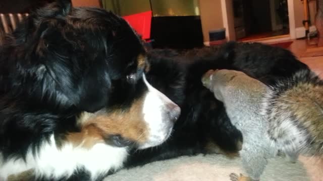 Squirrel Decides To Hide His Acorn In Dog's Fur