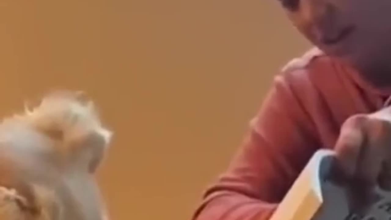 Funny dogs